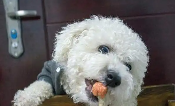 比熊吃什么狗粮