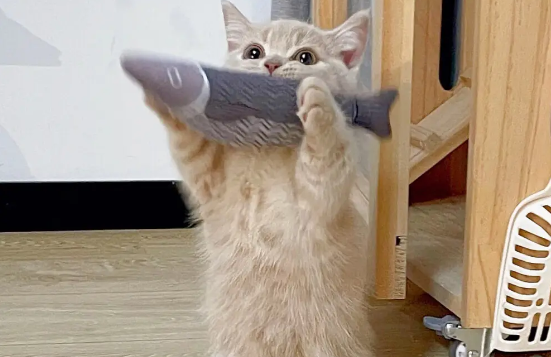 两个月小猫可以吃猪肝吗