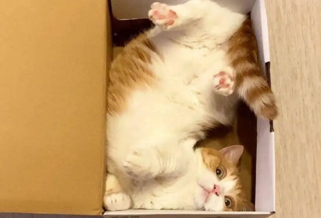 买猫窝=买闲置，你的猫真的喜欢睡猫窝么？