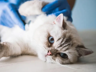 养猫小常识：幼猫身体发出很响的马达声是怎么回事