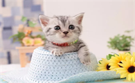 猫咪刨水碗是什么意思啊