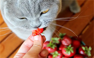 45天小猫可以吃草莓吗