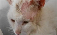 猫咪真菌感染的原因是什么
