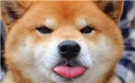 秋田犬为什么被禁养,原因有哪些?
