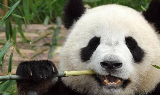 熊猫在动物园内“撸串”，游客担心它被竹签扎，奶爸的回答亮了