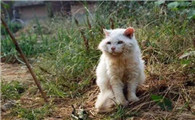 猫死前的症状有哪些