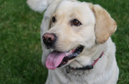 导盲犬小q是拉布拉多,你知道吗? 导盲犬小q是拉布拉多,你知道吗?