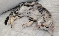 猫癣口服药伊曲康唑有用吗