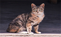 猫外用驱虫药使用方法是什么