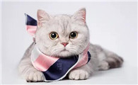 猫干咳怎么办