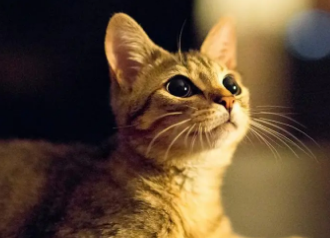 两个月的小猫身上臭能洗澡吗?赶紧来了解一下! 两个月的小猫身上臭能洗澡吗?赶紧来了解一下!