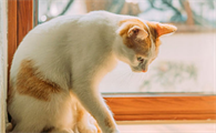 猫咪口炎的初期症状