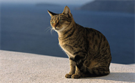 猫白球比偏低的原因是什么