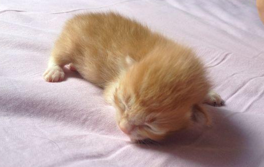 猫快生了为什么还没有奶水