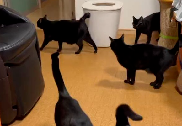 网友数猫数到失神：这到底有几只？