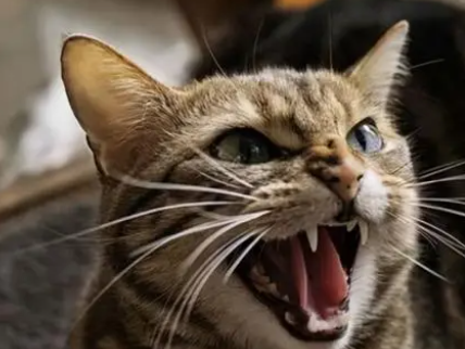 公猫发情的征兆