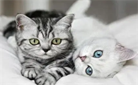 为什么猫咪会得猫藓