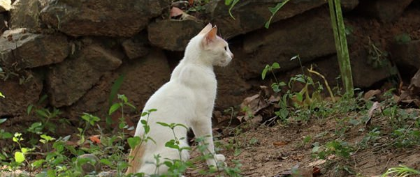 八个月的猫算成年猫还是幼猫