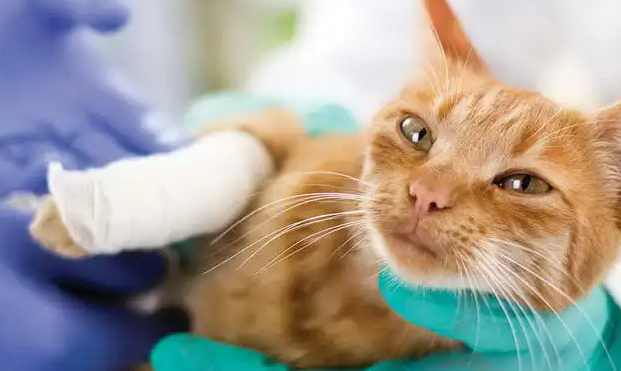 猫咪有伤口涂什么药好得快 猫咪有伤口涂什么药好得快