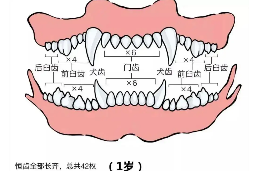 狗狗的牙齿排列图片 狗狗的牙齿排列图片