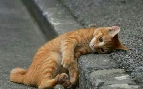 猫妈妈一次生了19只！主人乐开了花，网友却调侃：居然有两只公猫