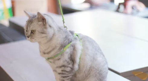 如何让猫咪带上牵引绳 如何让猫咪带上牵引绳