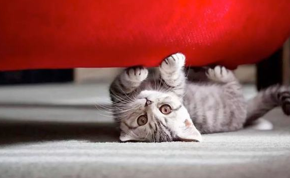 刚出生的小猫奄奄一息了怎么办才好呢? 刚出生的小猫奄奄一息了怎么办才好呢?