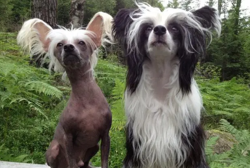 中国冠毛犬是最丑的狗品种,你知道吗? 中国冠毛犬是最丑的狗品种,你知道吗?
