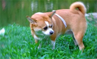 狗狗一直转圈走个不停是什么行为