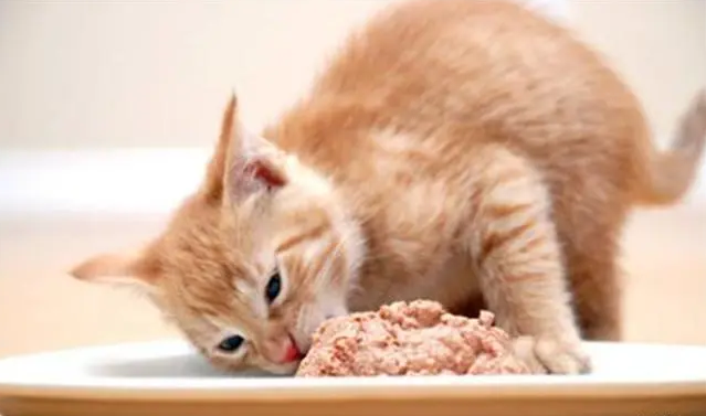 家猫喜欢吃什么食物