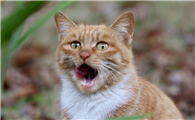 猫咪口臭怎么办