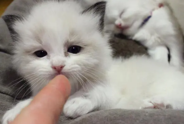 布偶猫总是软便怎么办 布偶猫总是软便怎么办