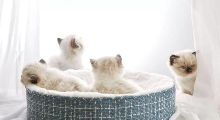 猫窝,才是铲屎官养猫路上的智商税 猫窝,才是铲屎官养猫路上的智商税