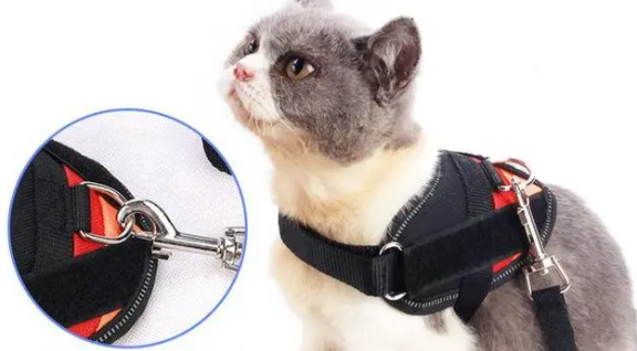 怎么看猫咪的牵引绳 怎么看猫咪的牵引绳
