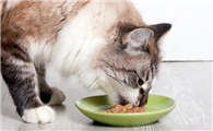 猫咪食欲不振
