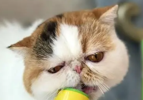 猫咪多久吃一次化毛膏合适
