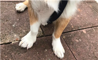 狗狗前腿关节凸起腿弯怎么办