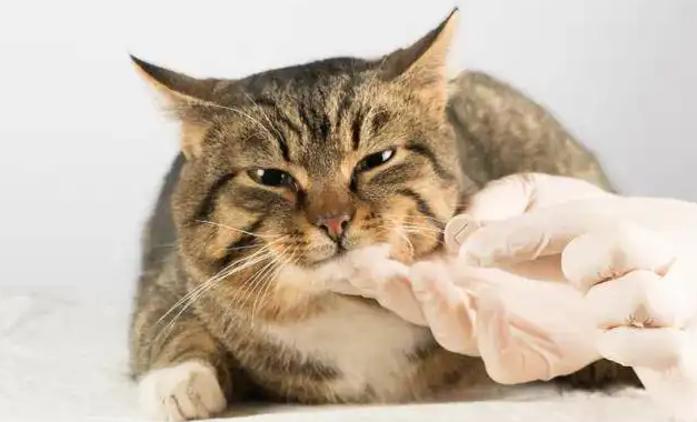 猫的伤口化脓怎么办