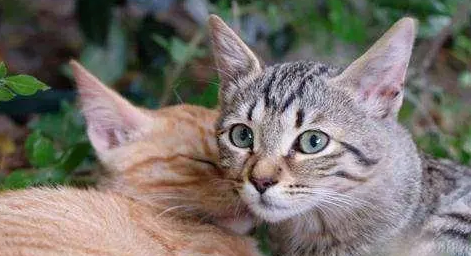 小公猫几个月发情一次?看完你就知道了 小公猫几个月发情一次?看完你就知道了