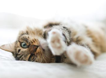 猫配种回来为什么不吃东西