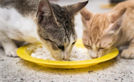猫能吃狗粮吗一次