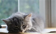 猫咪有炎症能不能自己扛过去