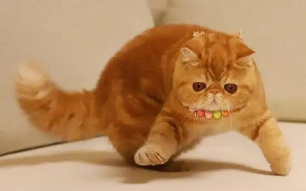 为什么不建议养加菲猫 为什么不建议养加菲猫