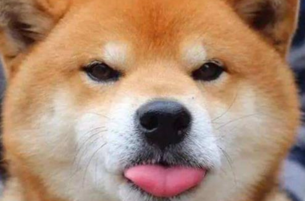 日本土狗是柴犬还是秋田?还不快来了解下 日本土狗是柴犬还是秋田?还不快来了解下