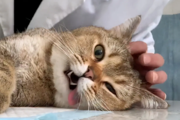 猫咪趴在主人胸口睡觉发出咕噜咕噜的声音? 猫咪趴在主人胸口睡觉发出咕噜咕噜的声音?