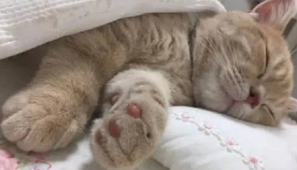 养猫不需要买猫窝,因为猫咪最爱睡觉的地方不是猫窝 养猫不需要买猫窝,因为猫咪最爱睡觉的地方不是猫窝