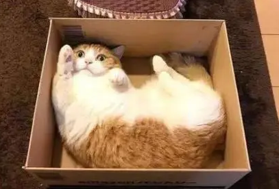 猫咪喜欢睡猫窝?其实,在这三个地方睡觉,才是猫咪的最爱! 猫咪喜欢睡猫窝?其实,在这三个地方睡觉,才是猫咪的最爱!