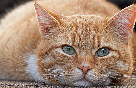 猫鼻塞打喷嚏吃什么药好