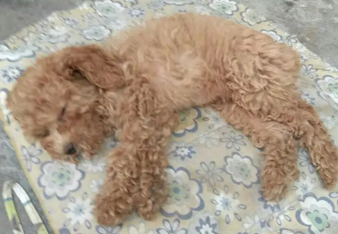 泰迪狗拉稀带血吃什么药最好 泰迪狗拉稀带血吃什么药最好