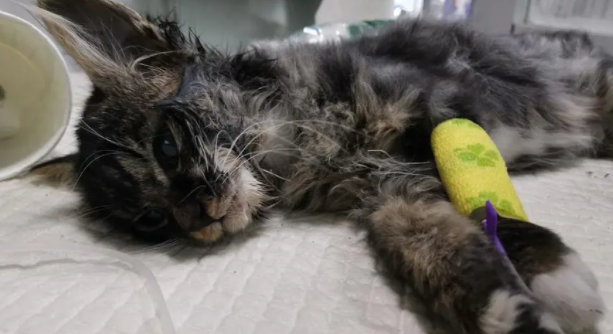 猫瘟怎么传染给其他猫猫 猫瘟怎么传染给其他猫猫